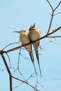 Two bee-eaters side by side Stock Photos
