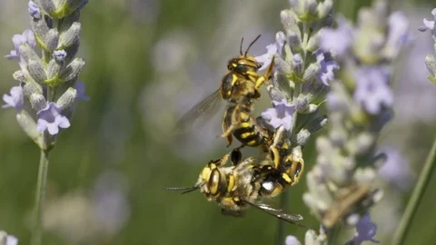 Two Bee gathering pollen Stock Footage 91808658