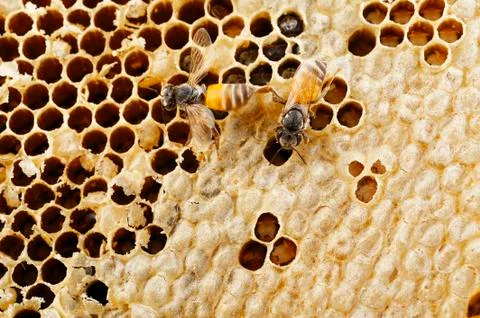 Two bee on honeycomb Stock Photos