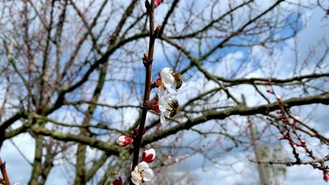 Two bee pollinates the blossoms of apricot trees Stock Footage 162782644