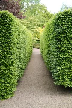 Two Beech Hedges. Stock Photos