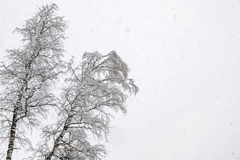 Two beech trees with fresh snow on white background Stock Photos