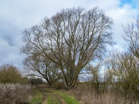 Two beech trees in winter beside a trail Stock Photos