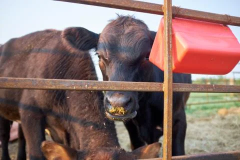 Two beef cows feeding in a corral or paddock Foto stock