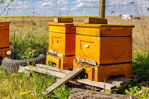 Two beehives with actively working bees. Sunny day at the apiary. Stock Photos