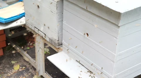 Two beehives Stock Footage 53850002