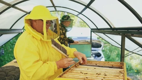 Two beekeepers checking frames and harvesting honey while working in apiary on Stock Footage 77713164