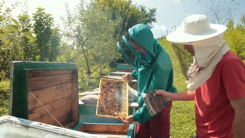 Two beekeepers in green and red special attire, collecting honey Stock Footage 116046214