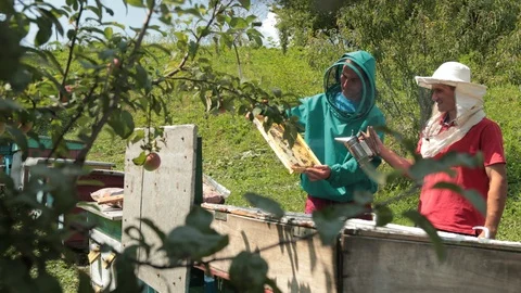 Two beekeepers in green and red special attire, collecting honey 스톡 동영상 116047546