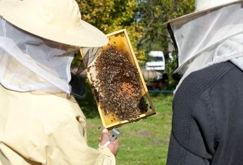 Two beekeepers inspect the bees Stock Photos