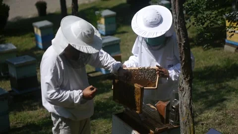 Two beekeepers inspects the bee frames in hive Stock Footage 140212031
