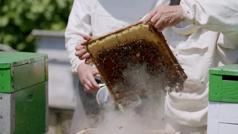 Two beekeepers in protective gear meticulously gather honey from hive. With Stock Footage 269709990