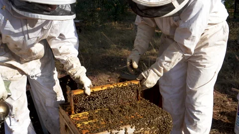 Two Beekeepers removing a frame from a brood chamber in an African honey bee Video stock 132708223