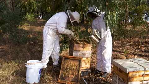 Two Beekeepers removing the hive frame from an African honey bee hive to extract Stock Footage 132703053