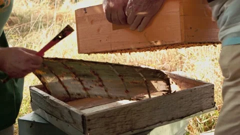 Two beekeepers removing a queen excluder from a bee hive. 库存影片 166789426