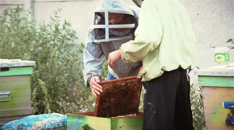 Two beekeepers shake bees from honey frames Stock Footage 66538803