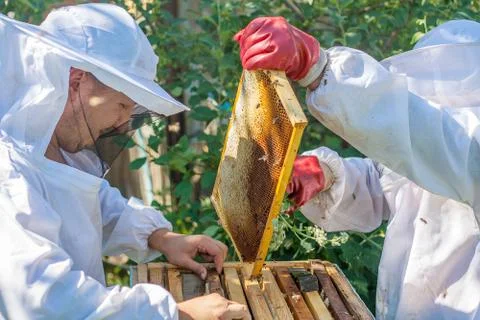 Two beekeepers work in the apiary Stock Photos