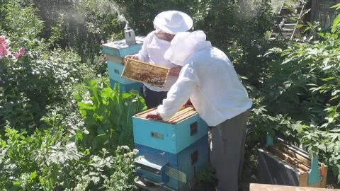 Two beekeepers work in the apiary Stock Photos