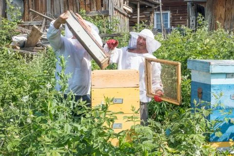 Two beekeepers work in the apiary Stock Photos