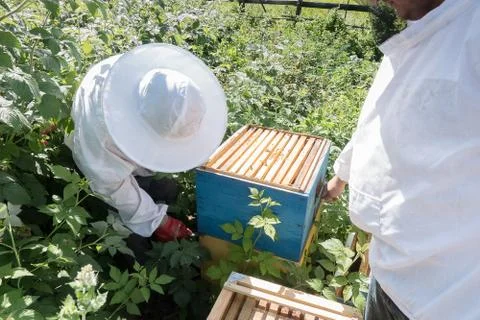 Two beekeepers work in the apiary Stock Photos