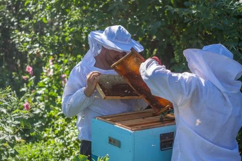 Two beekeepers work in the apiary Stock Photos