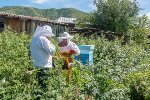 Two beekeepers work in the apiary Stock Photos