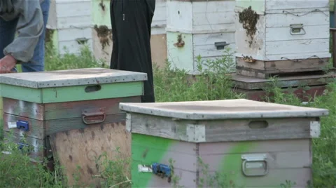 Two beekeepers working in apiary among a swarm of bees Stock Footage 66540655