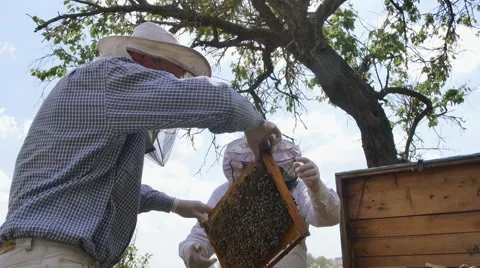 Two beekeepers working with frame to produce honey Vidéo 68652374