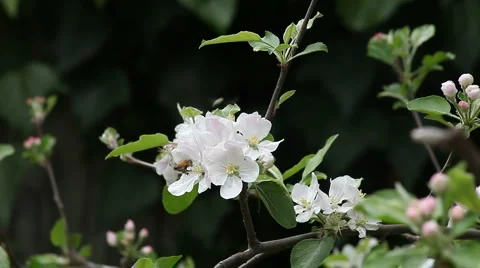 Two bees on apple blossoms Stock Footage 3678752