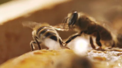 Two bees are fighting over a yeallow honeycomb while others are working Video stock 99252136