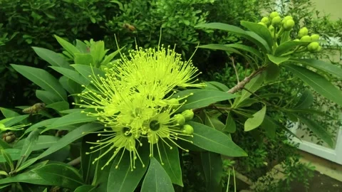 Two bees are flying around the plant Stock Footage 265036526