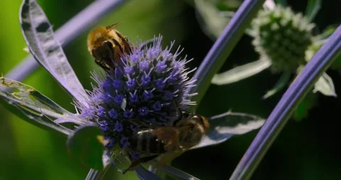Two bees are searching for nectar in the evening sun Stock Footage 246500519