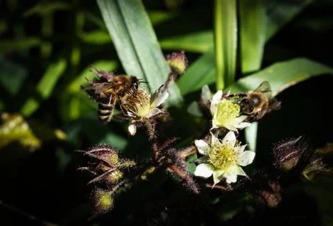 Two bees on blackberries Stock Photos