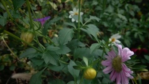 Two bees collect flower nectar from a yellow autumn flower 스톡 동영상 116096140