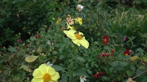 Two bees collect flower nectar from a yellow flower 스톡 동영상 116096201