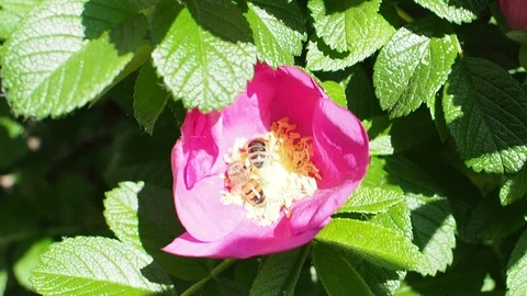 Two bees collect pollen from one pink bloom of dog rose Stock Footage 110860772