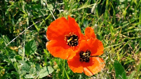 Two Bees collecting nectar pollen on red poppy flower Vidéo 114749661