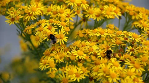 Two bees collecting nectar from yellow ragwort flowers. Stock Footage 27539383