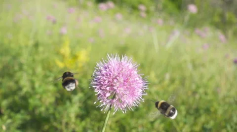 Two Bees collects nectar from beautiful pink flower on a sunny day. Slow moti 스톡 동영상 64976979