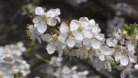 Two bees collects nectar on the flowers of white blooming apple. Anthophila,  Stock Footage 106806929
