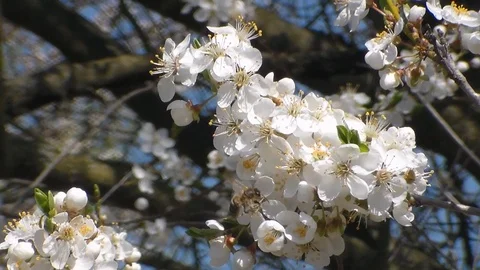Two bees collects nectar on the flowers of white blooming apple. Anthophila Stock Footage 106959975