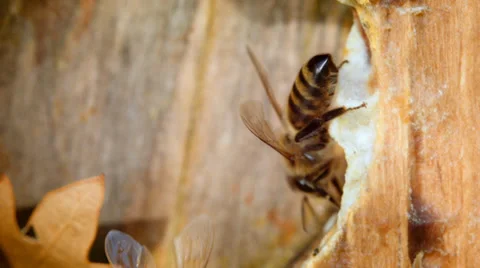 Two bees crawling in the hollow Stock Footage 38363138