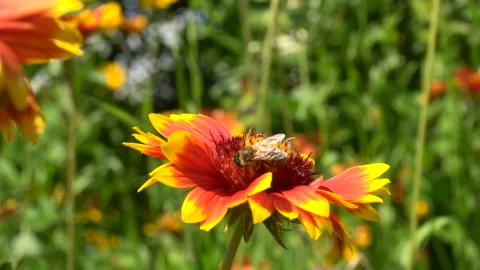 Two bees crawling on a red flower in search of nectar 動画素材 87048766