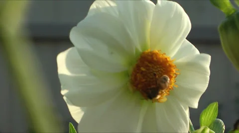 Two Bees on Dahlia Stock Footage 33806071