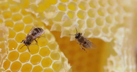 Two bees dancing on honeycombs Video stock 67570354