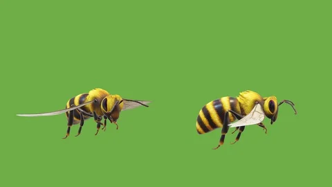 TWO BEES AT DIFFERENT ANGLES Stock Footage 128911496