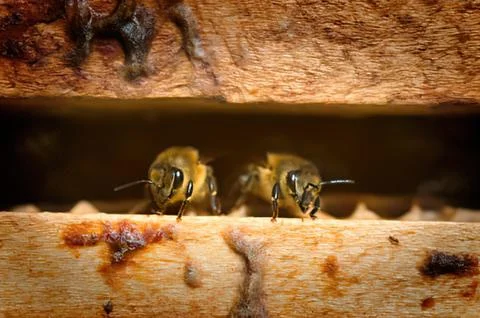 Two bees emerging from wooden surface Stock Photos