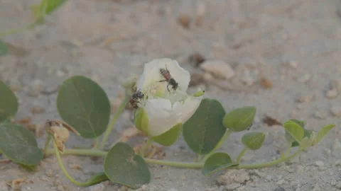 Two bees feeding on a flower Stock Footage 315224170