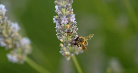 Two bees feeding on lavender sprig Stock Footage 113145648