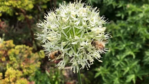 Two bees feeeding and fluttering around a white flower Stock Footage 117720896